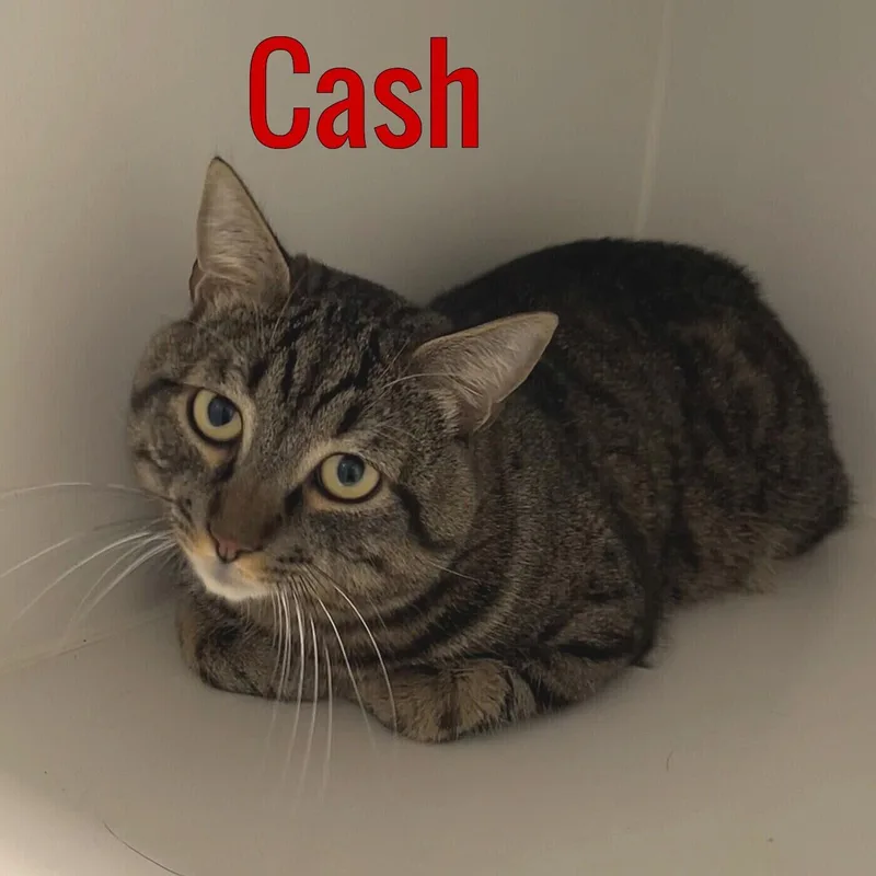 Cash