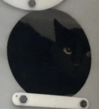 An adult small-sized male Domestic Short Hair cat named Adonis Africa for adoption in Honolulu, HI