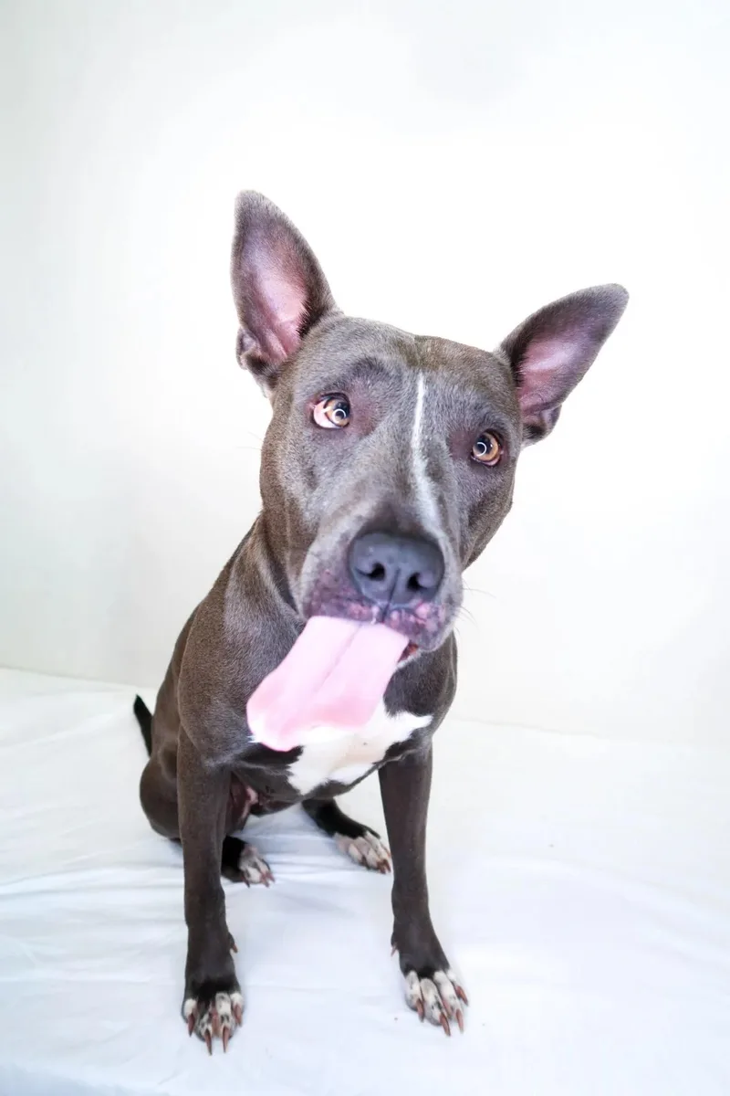An adult medium-sized female Gray / Blue / Silver Pit Bull Terrier dog named Betsy for adoption in Bixby, OK