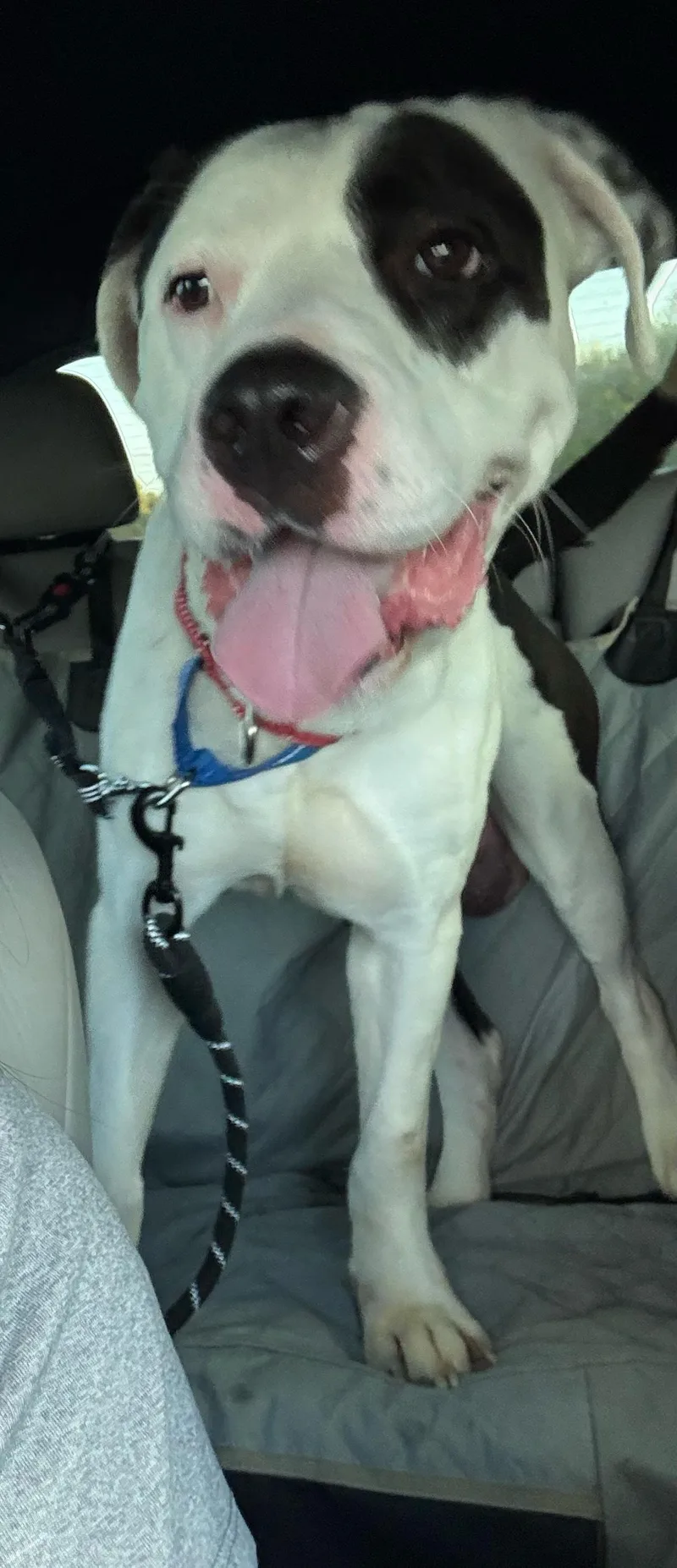 A young large-sized male Pit Bull Terrier dog named Willis for adoption in Yonkers, NY