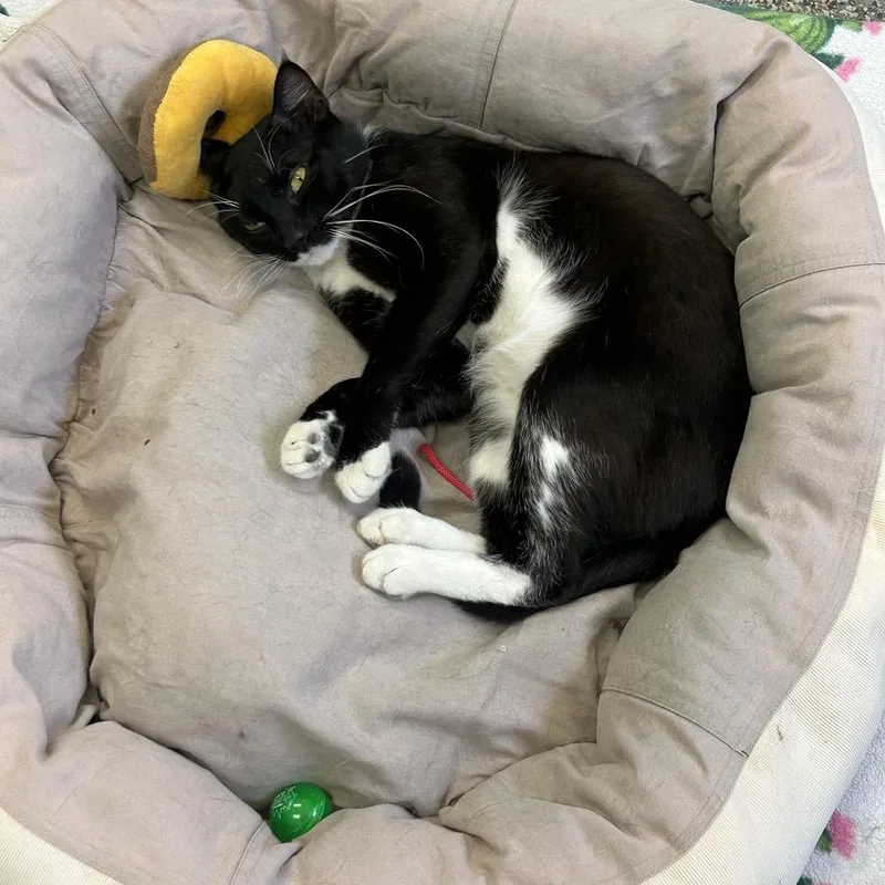 An adult large-sized male Black Domestic Short Hair cat named Jackson Houston for adoption in Denver, CO