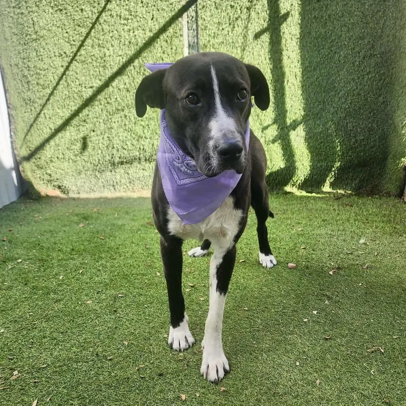 An adult medium-sized male Black Labrador Retriever dog named Irvington for adoption in Houston, TX