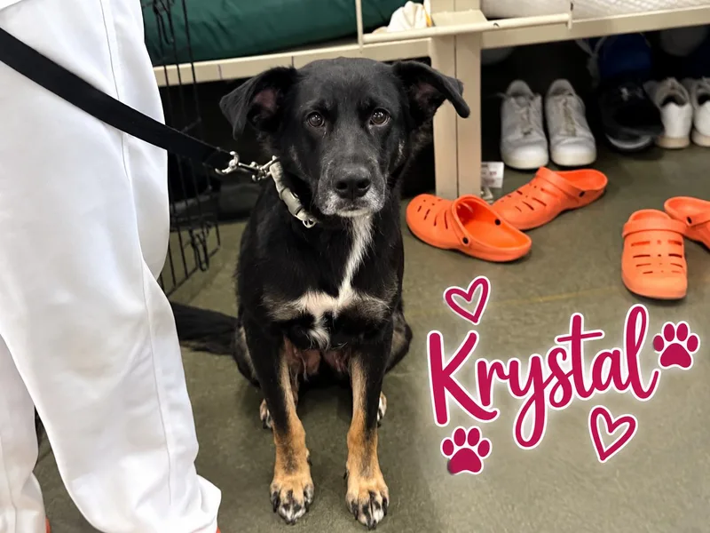 A baby medium-sized female Retriever dog named Ruby for adoption in Douglas, MA