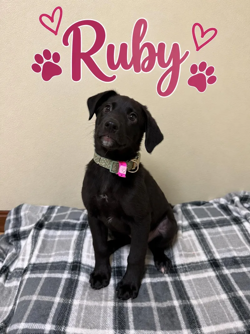 Ruby thumbnail 4