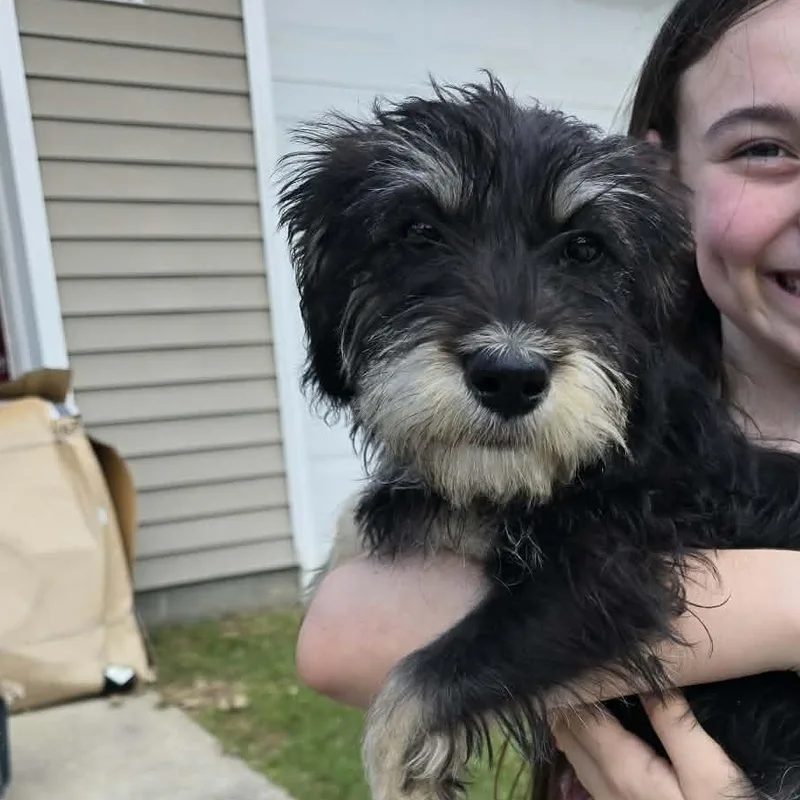 A young medium-sized female Black Aussiedoodle dog named Blossom for adoption in Tylertown, MS