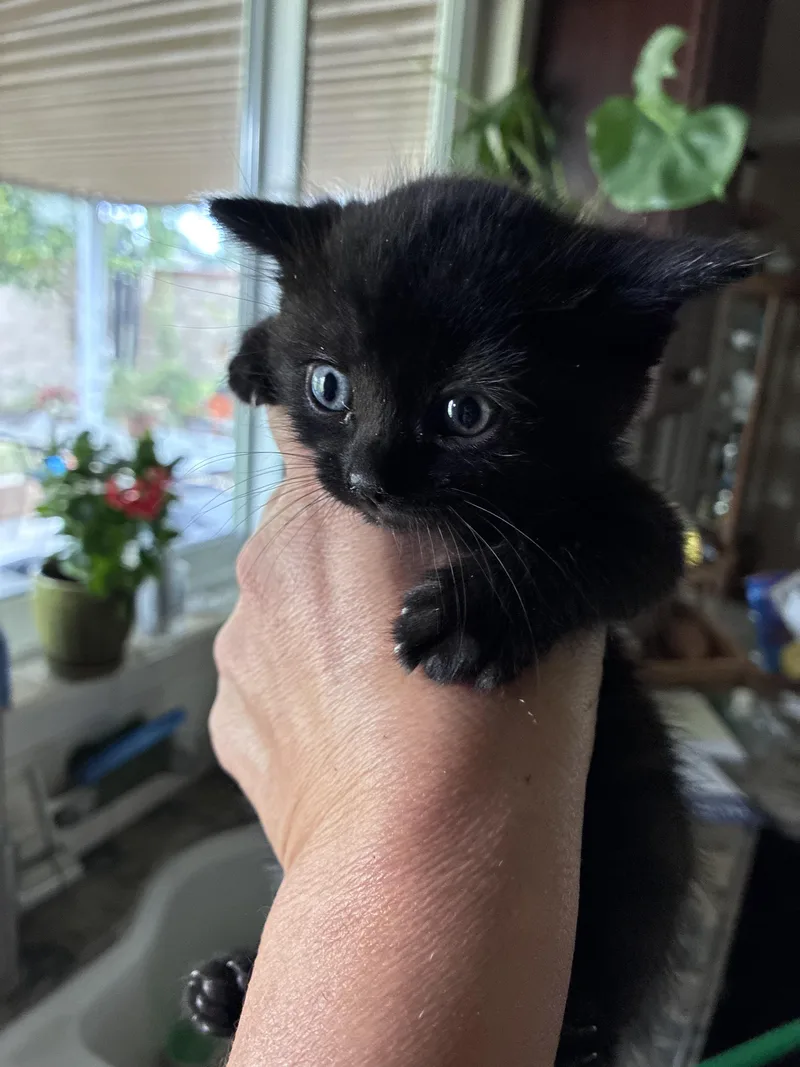 A baby small-sized female Domestic Short Hair cat named Gertie for adoption in Long Beach, CA