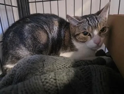 An adult small-sized female Domestic Short Hair cat named Coconut for adoption in West Chester, PA