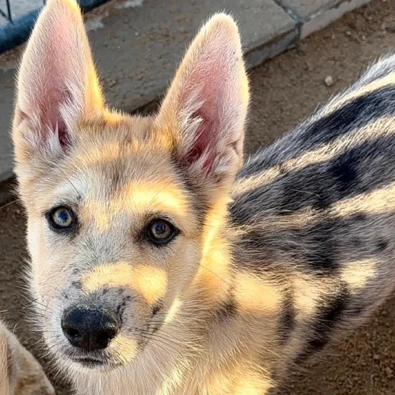 A baby medium-sized male Gray / Blue / Silver Shepherd dog named Domino for adoption in Bellingham, WA