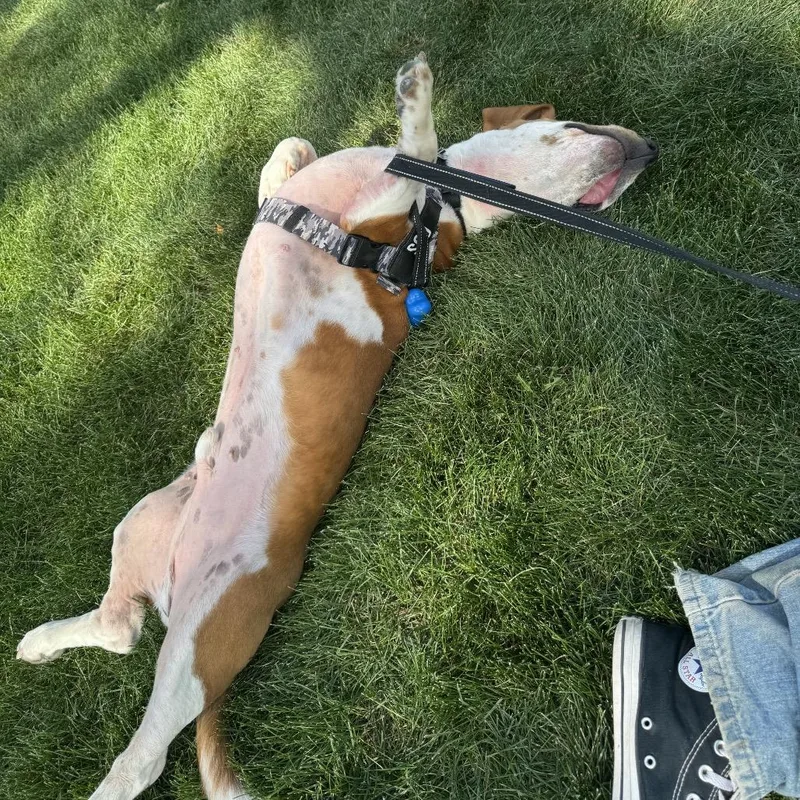An adult small-sized male Basset Hound dog named Gus for adoption in Fort Collins, CO