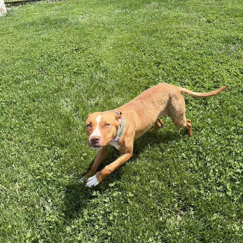 A young medium-sized female Red / Chestnut / Orange Mixed Breed dog named Ohana for adoption in Greensburg, IN