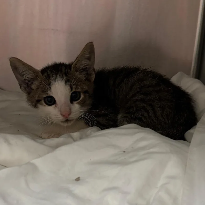 A baby small-sized male Brown / Chocolate Domestic Short Hair cat named Cryptid for adoption in Columbus, GA