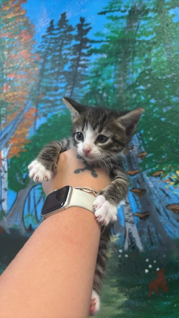 A baby medium-sized male Domestic Short Hair cat named Arkansas for adoption in New Braunfels, TX