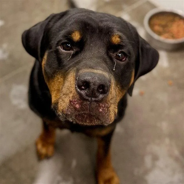An adult medium-sized male Rottweiler dog named Tomlin for adoption in Tavares, FL