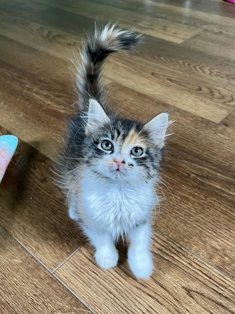 A baby medium-sized female Domestic Medium Hair cat named Cindy Pawford for adoption in Emerald Isle, NC