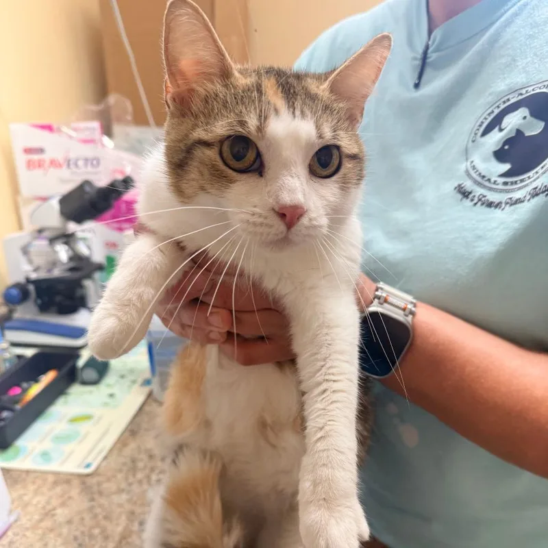 An adult medium-sized female Calico Domestic Short Hair cat named Callie for adoption in Corinth, MS