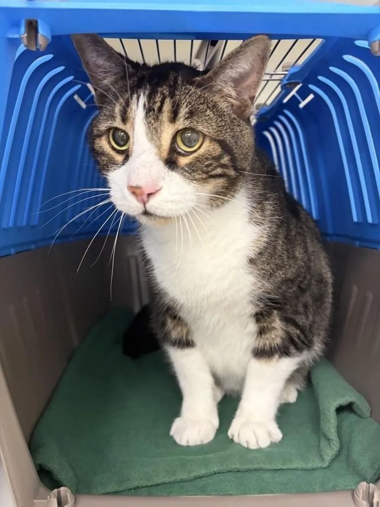 A senior large-sized male Domestic Short Hair cat named Mo for adoption in Saint Paul, MN