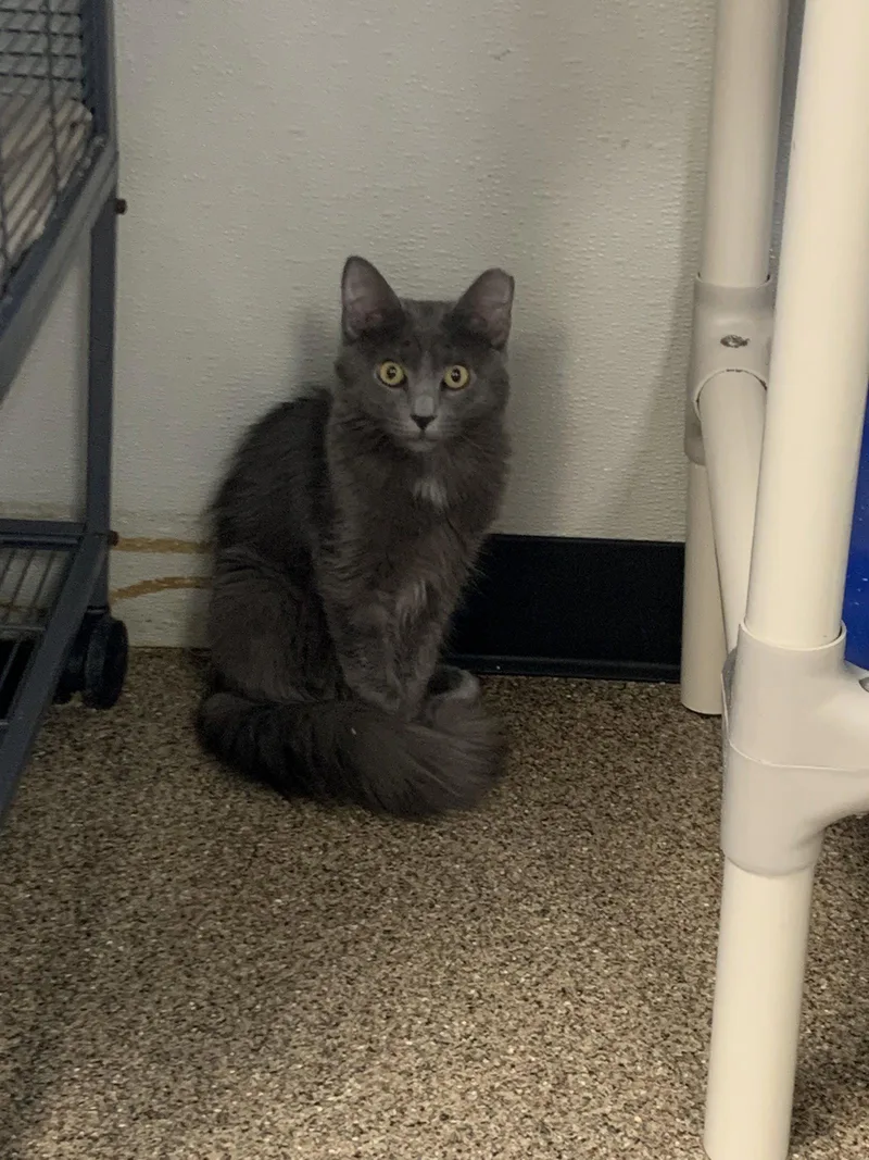 A baby medium-sized male Gray / Blue / Silver Domestic Short Hair cat named Silver for adoption in Sanford, FL