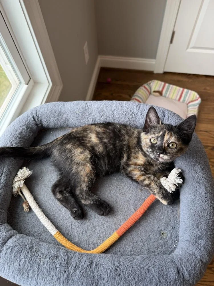 A baby small-sized female Black & White / Tuxedo Domestic Short Hair cat named Caroline for adoption in Greensboro, NC