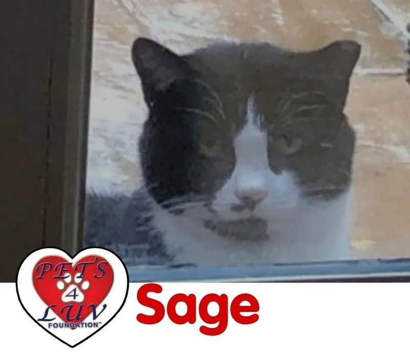 Sage Manhasset thumbnail 3