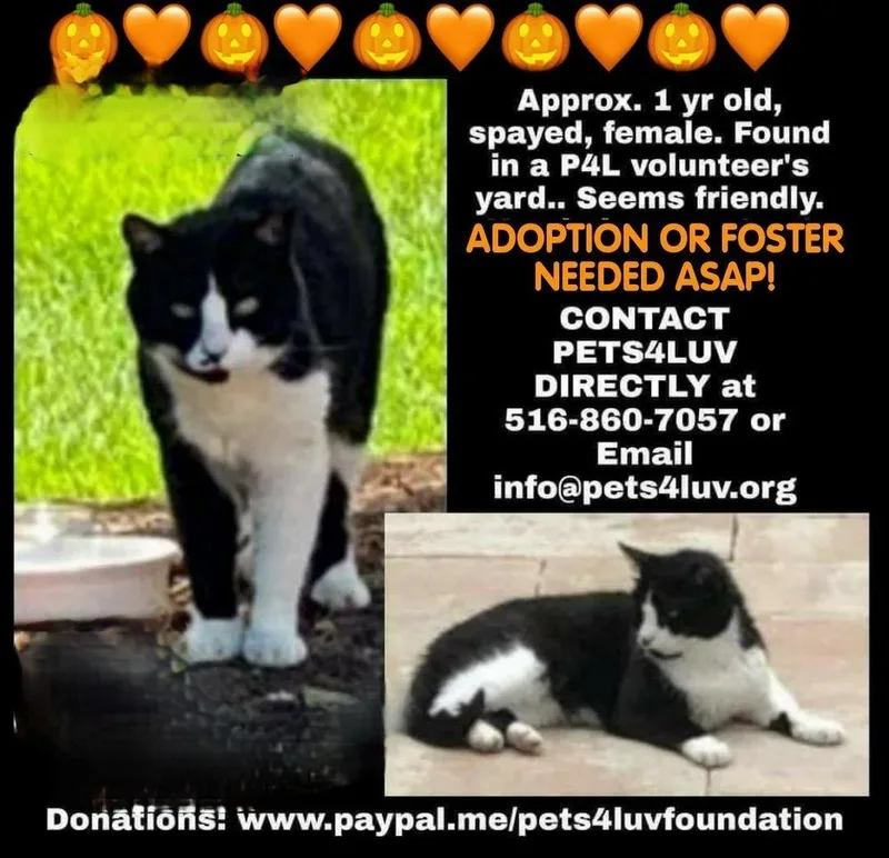 Sage Manhasset thumbnail 4