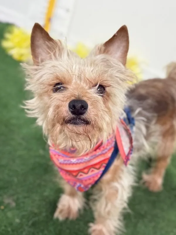 A young small-sized female Brown / Chocolate Yorkshire Terrier dog named Duke for adoption in Carlsbad, CA