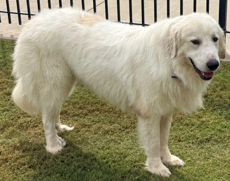 An adult extra large-sized male White / Cream Great Pyrenees dog named Wilson for adoption in Larkspur, CO