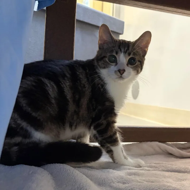 A baby small-sized male Gray / Blue / Silver Domestic Short Hair cat named River for adoption in Bedford, NH