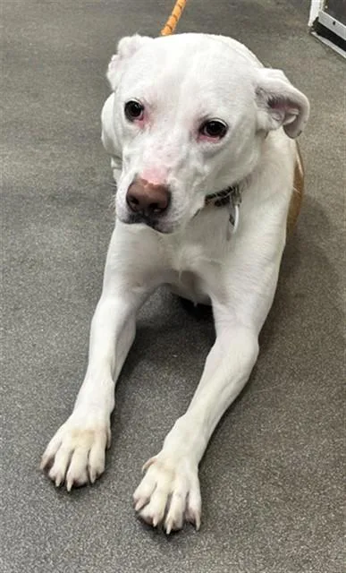 An adult medium-sized female Foxhound dog named Riley for adoption in Upper Marlboro, MD