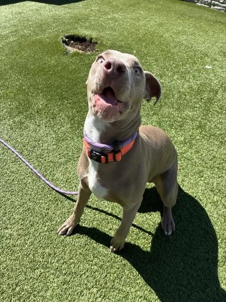 A young medium-sized female Pit Bull Terrier dog named Spring for adoption in Salt Lake City, UT