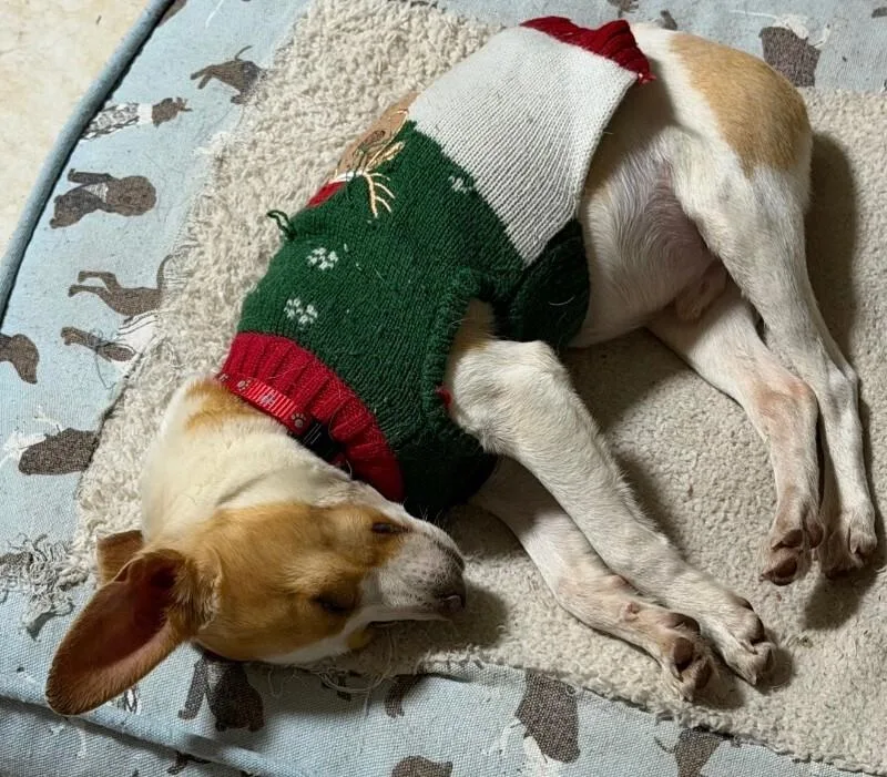 A young small-sized male White / Cream Chihuahua dog named Little Tyke for adoption in Aiken, SC