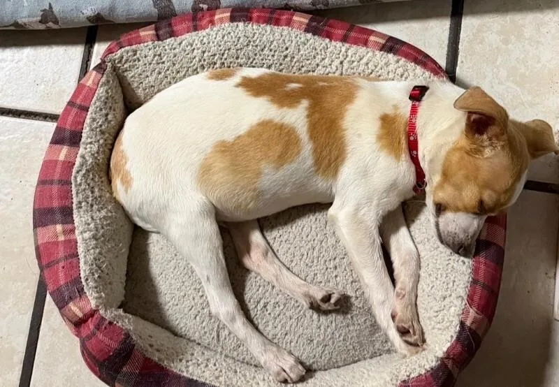 Little Tyke thumbnail 2