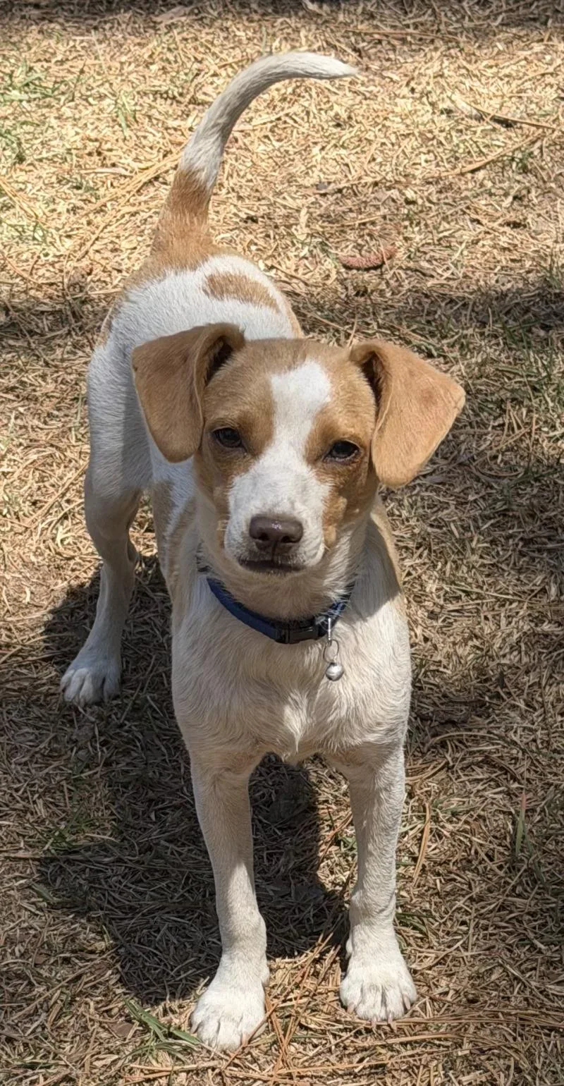 Little Tyke thumbnail 3