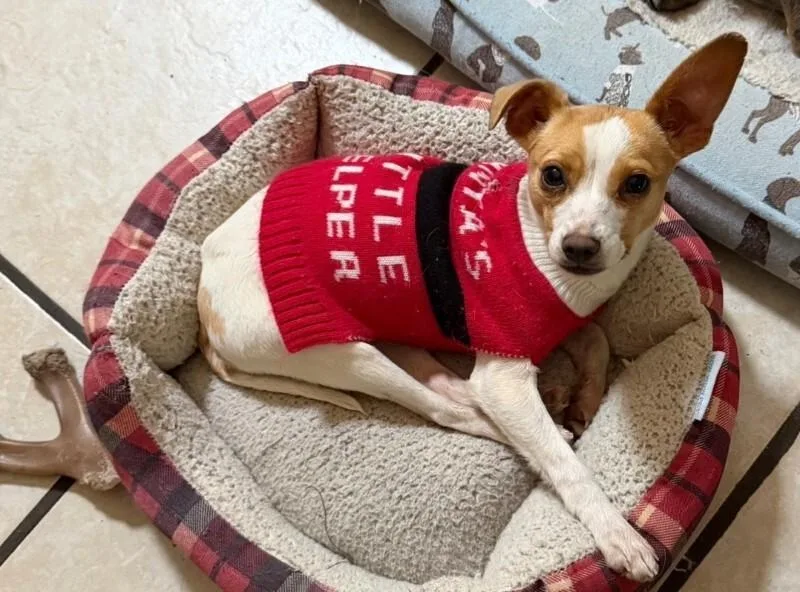 Little Tyke thumbnail 4