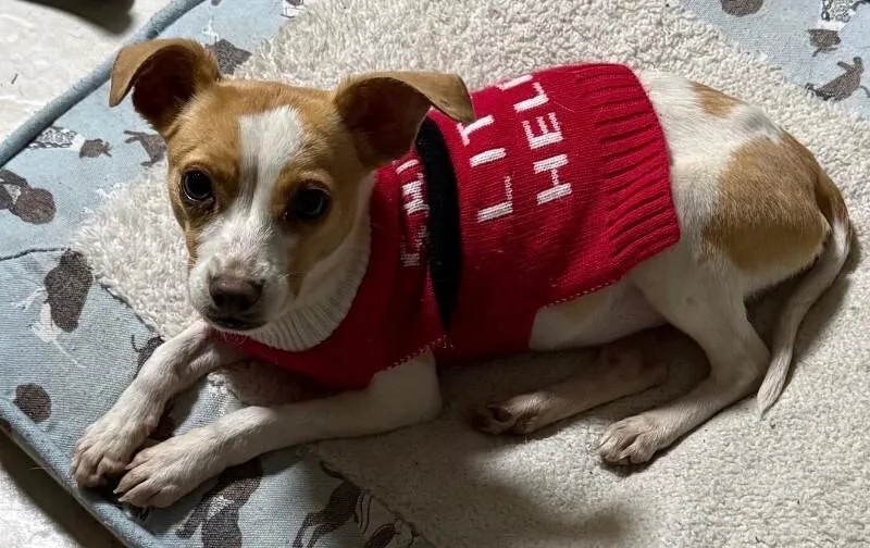 Little Tyke thumbnail 5