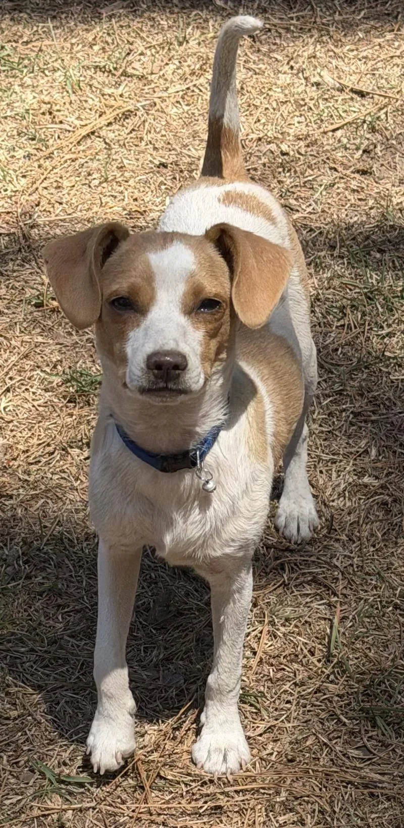 Little Tyke thumbnail 6