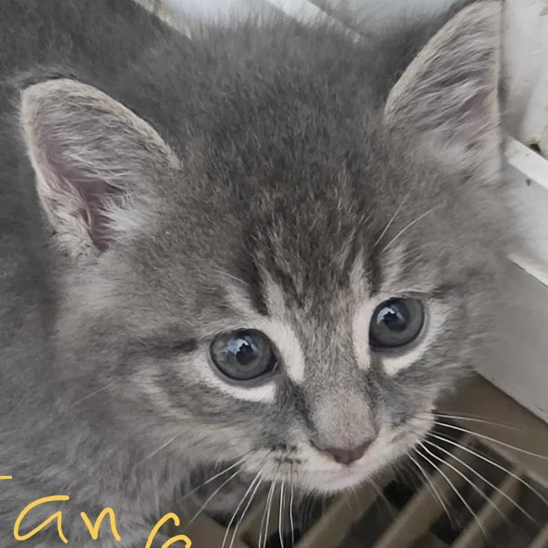 A baby small-sized male Domestic Long Hair cat named Grover for adoption in Glenfield, NY