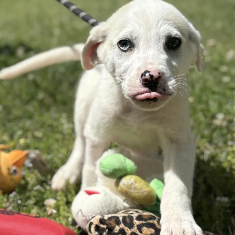 A young small-sized male Great Pyrenees dog named Victor for adoption in Locust Fork, AL