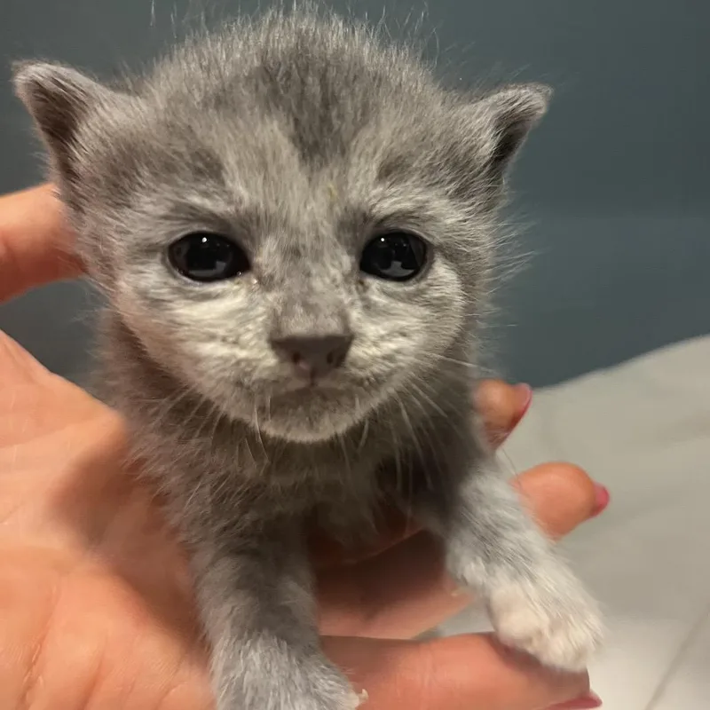 A baby small-sized female Gray / Blue / Silver Domestic Short Hair cat named Summer for adoption in Chattanooga, TN