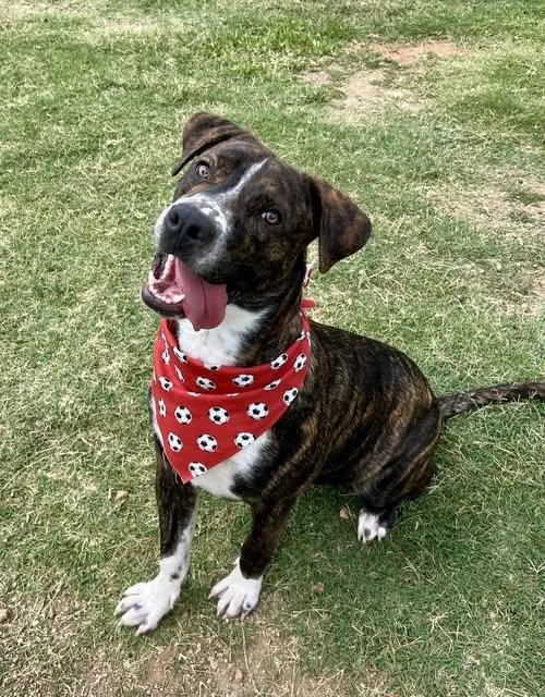 A baby large-sized male Boxer dog named Slate for adoption in McKinney, TX
