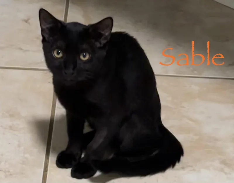 A young medium-sized female Black Domestic Short Hair cat named Sable for adoption in Longwood, FL