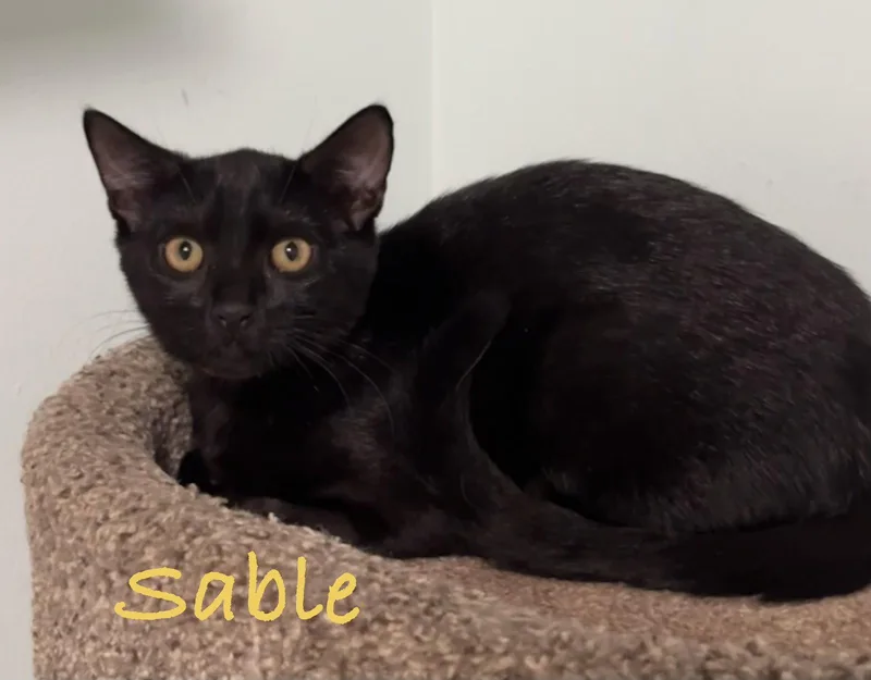 Sable thumbnail 2