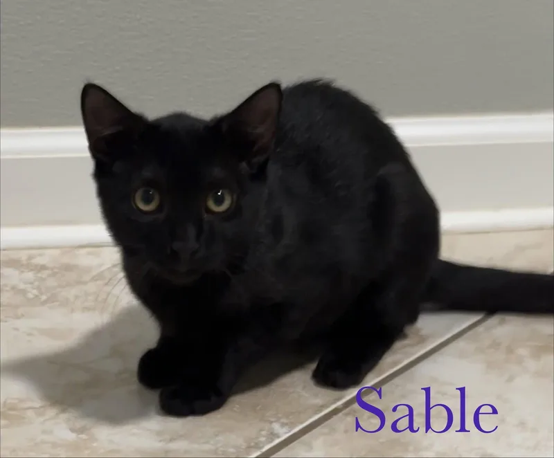 Sable thumbnail 3