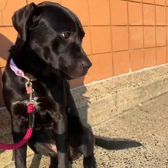 A young medium-sized female Black Cane Corso dog named Raven for adoption in manchester, PA