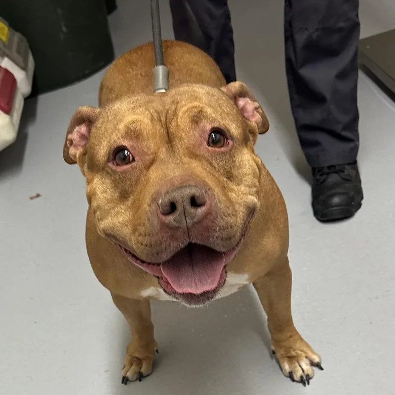 An adult large-sized female Pit Bull Terrier dog named Coco for adoption in Concord, NC