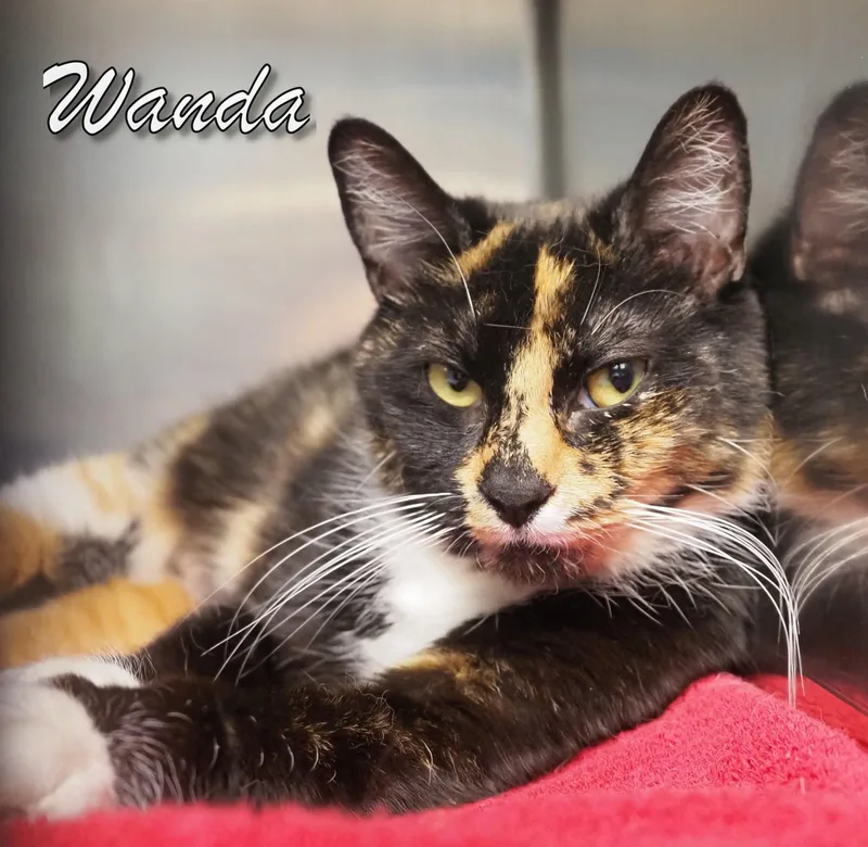 A young medium-sized female Calico cat named Wanda for adoption in Cape May Court House, NJ
