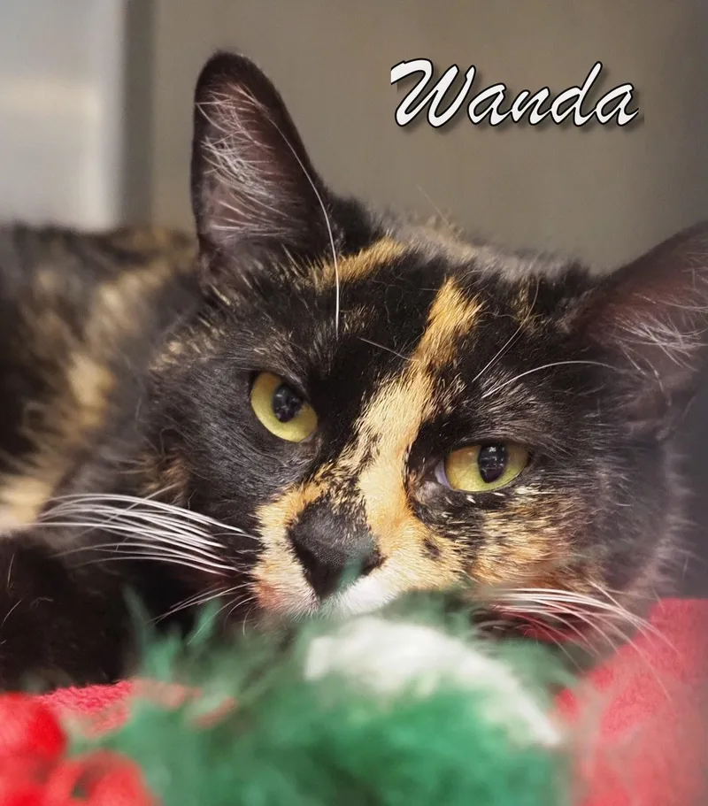 Wanda thumbnail 3
