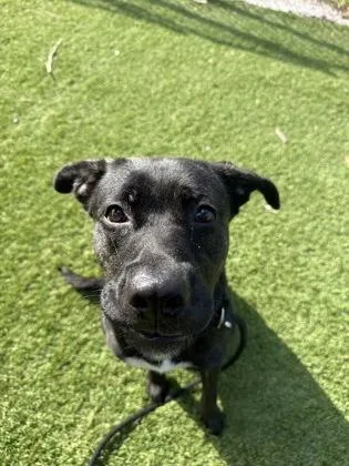 An adult large-sized female Labrador Retriever dog named Texas for adoption in Daytona Beach, FL