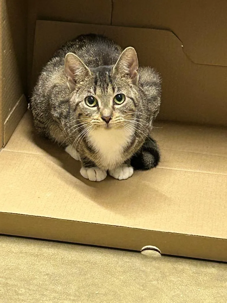 Tamarack thumbnail 2