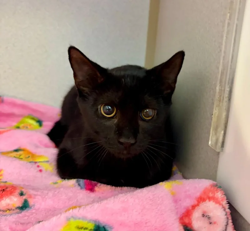 A baby medium-sized male Black Domestic Short Hair cat named Sammy for adoption in Winter Haven, FL