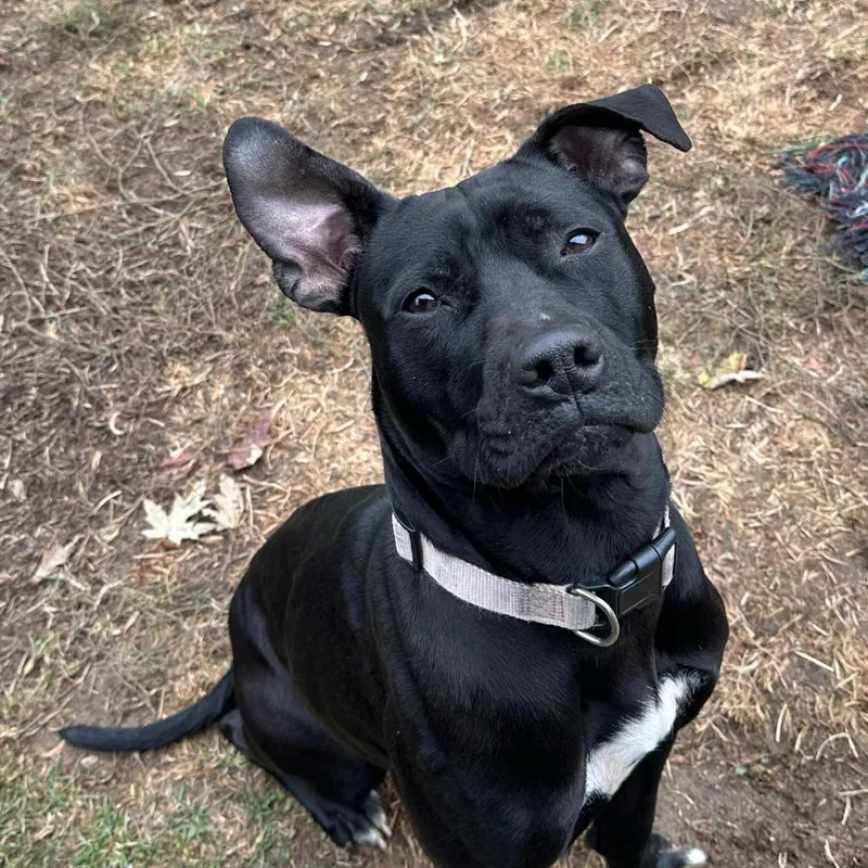 An adult medium-sized female Black American Staffordshire Terrier dog named Macie for adoption in Columbus, OH